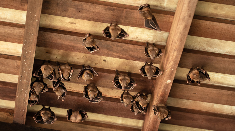 Bir çatının içinde asılı duran yarasalar.