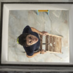 İlkbaharda evinizi yarasalar için kontrol etmek neden önemlidir?