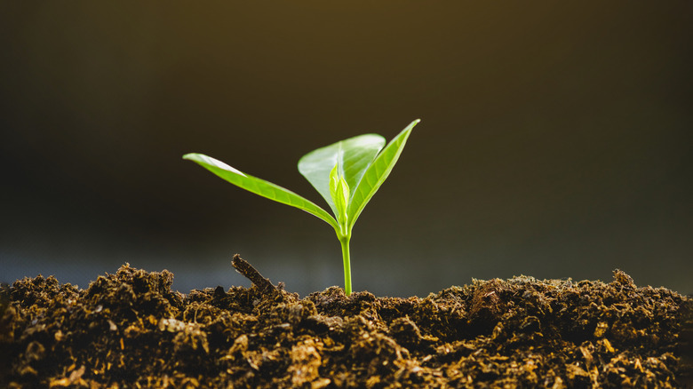Topraktan patlayan yeşil bir fide yakından manzarası