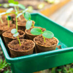 Tuvalet kağıdı tüplerinin tohum yetiştirirken kalıplamasını önlemek için ipuçları