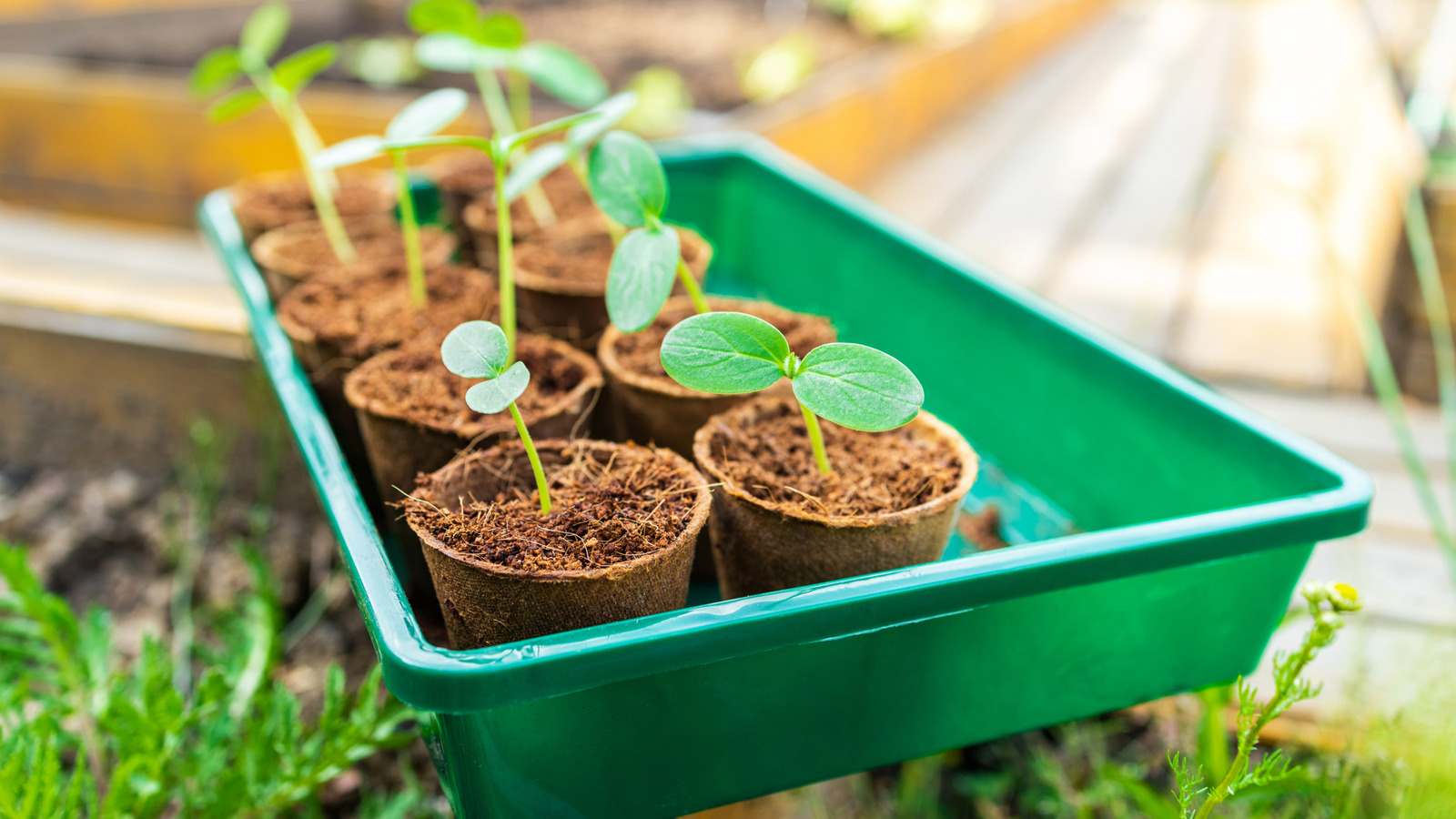Tuvalet kağıdı tüplerinin tohum yetiştirirken kalıplamasını önlemek için ipuçları