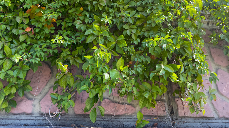 Virginia Creeper Vine bir duvarın üzerinde asılı.