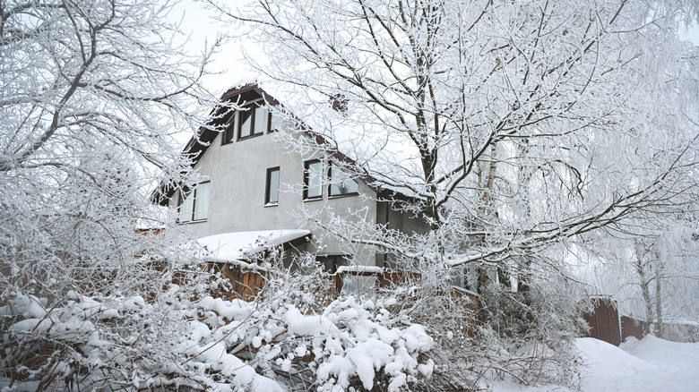 Kışın ortasında, karla kaplı ağaçlar
