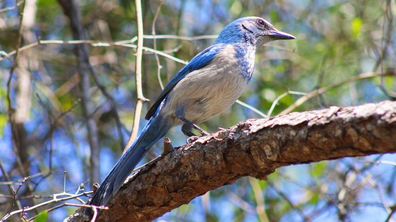 Bir levrek üzerinde bir Florida ovma jay