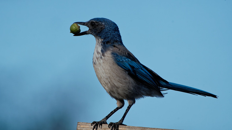 Gagasında meşe palamudu taşıyan tünemiş bir Florida ovma jay