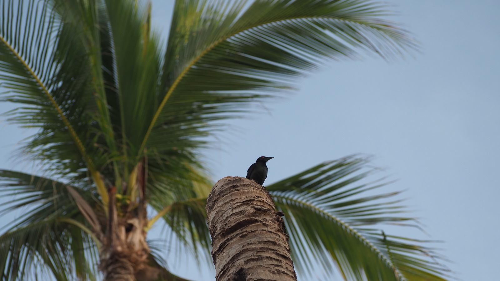Sadece Florida'da bulacağınız güzel mavi kuş (ve nasıl çekilir)