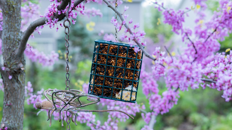Bir süet besleyici çiçek açan bir doğu redbud ağacı ile çevrilidir