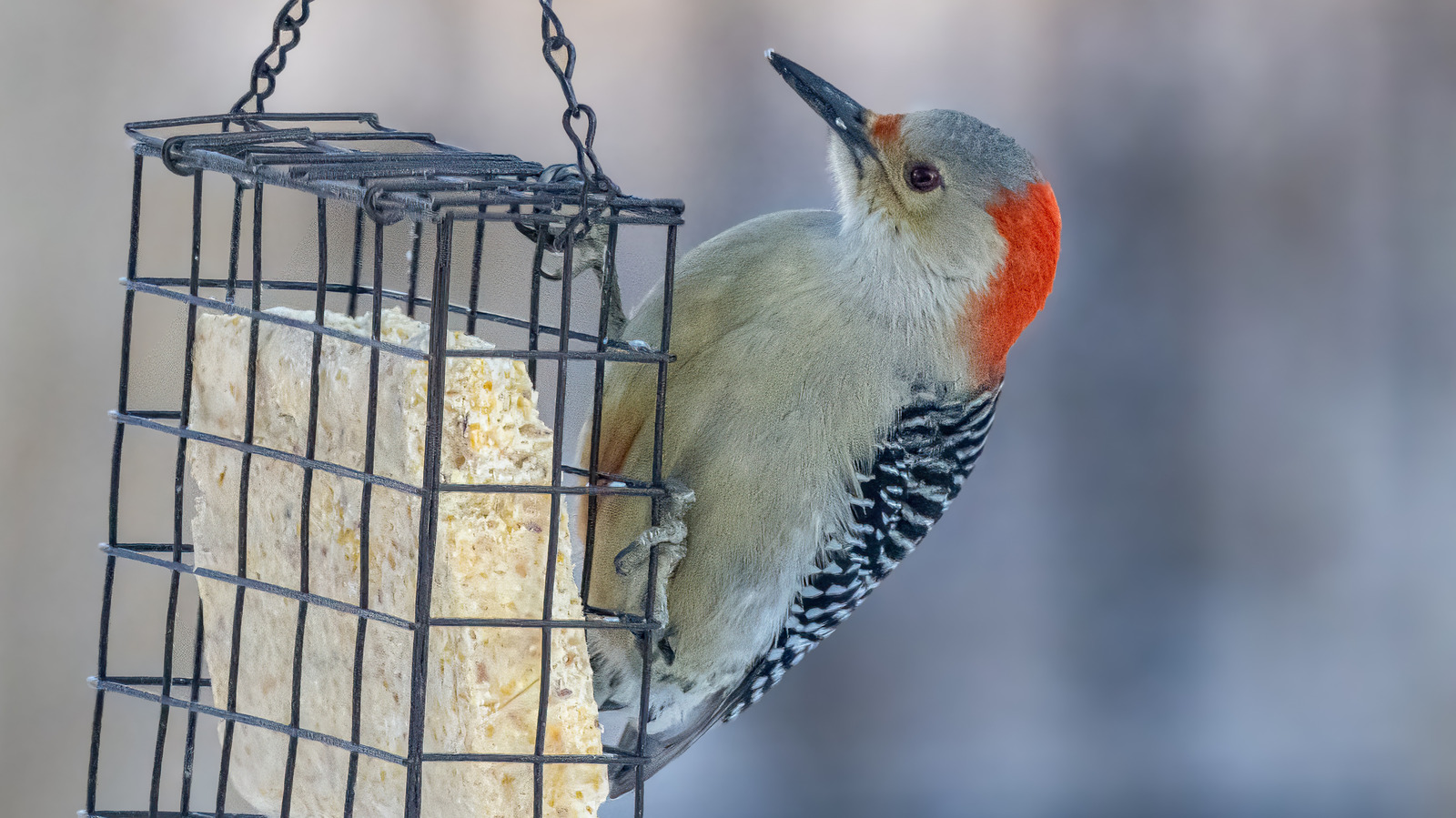 DIY kuş süet yaparken bu yaygın hataları göz ardı etmeyin