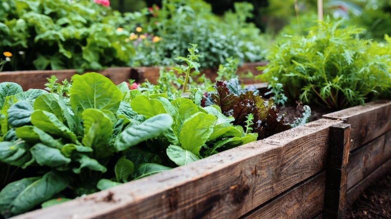 Yükseltilmiş bir bahçe yatağında büyüyen sebzelerin kapatılması
