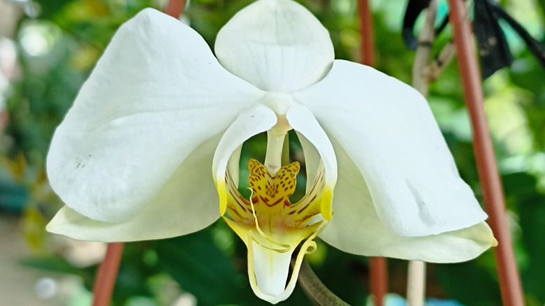 Beyaz güve orkidesinin yakın çekilmesi