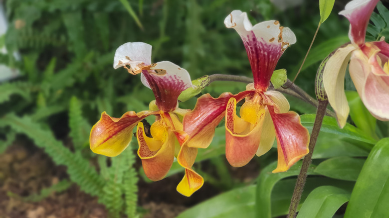 Bahçede bir çift bayan terlik orkeri