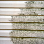 Evin Siding'iniz için Nazik ve Uygun fiyatlı yosun kaldırma çözümü