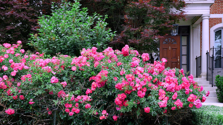 Bir evin ön bahçesinde pembe gül çalıları