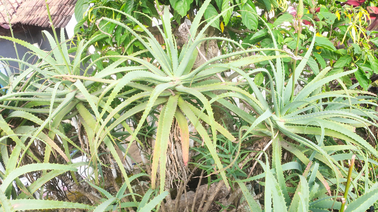 Bahçede büyüyen aloe vera bitkileri