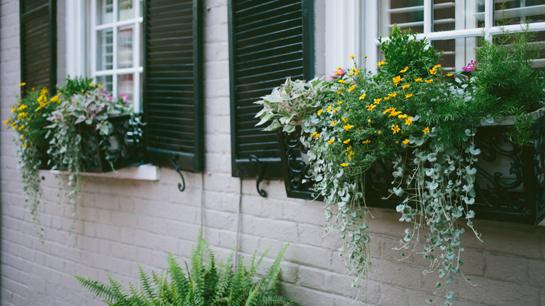 Renkli bitkiler ve arka sarmaşıklarla siyah pencere kutuları