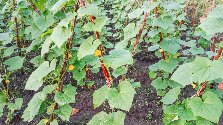 Birçok salatalık bitkisi bahçe bahisleri toplar.
