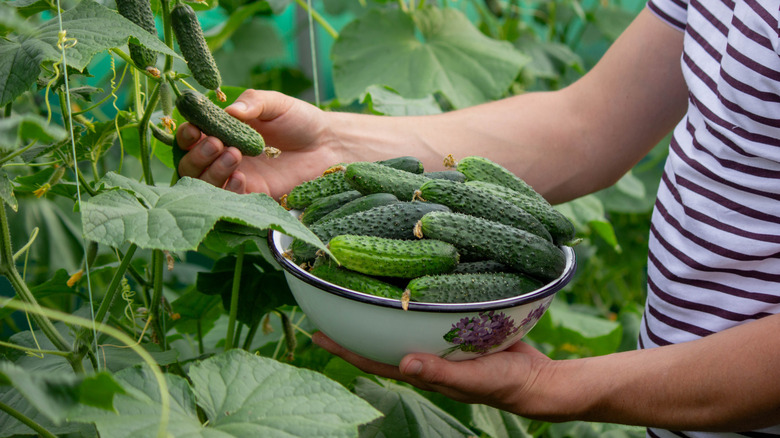 Bitkiden salatalık seçen bir kişi.