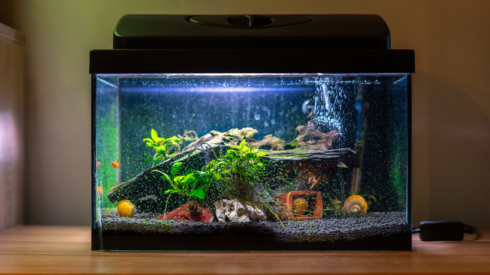 Böcekleri uzak tutmak için parazitli bir balık tankını parlayan bir açık ışık ekranına dönüştürün