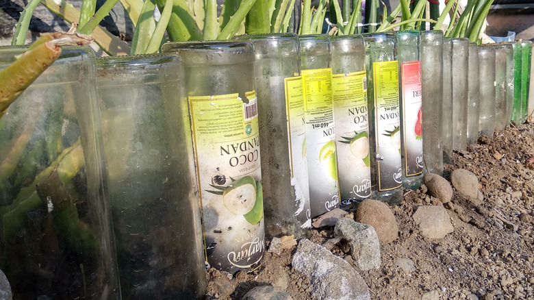 bahçe yolu boyunca cam şişeler