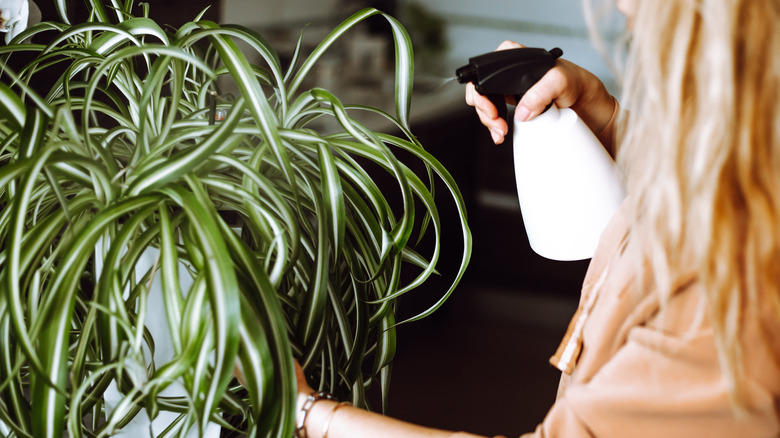 Sprey şişesi ile kadın sulama örümcek bitkisi