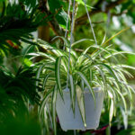 Açık havada asılı sepetlerde örümcek bitkileri nasıl bakılır