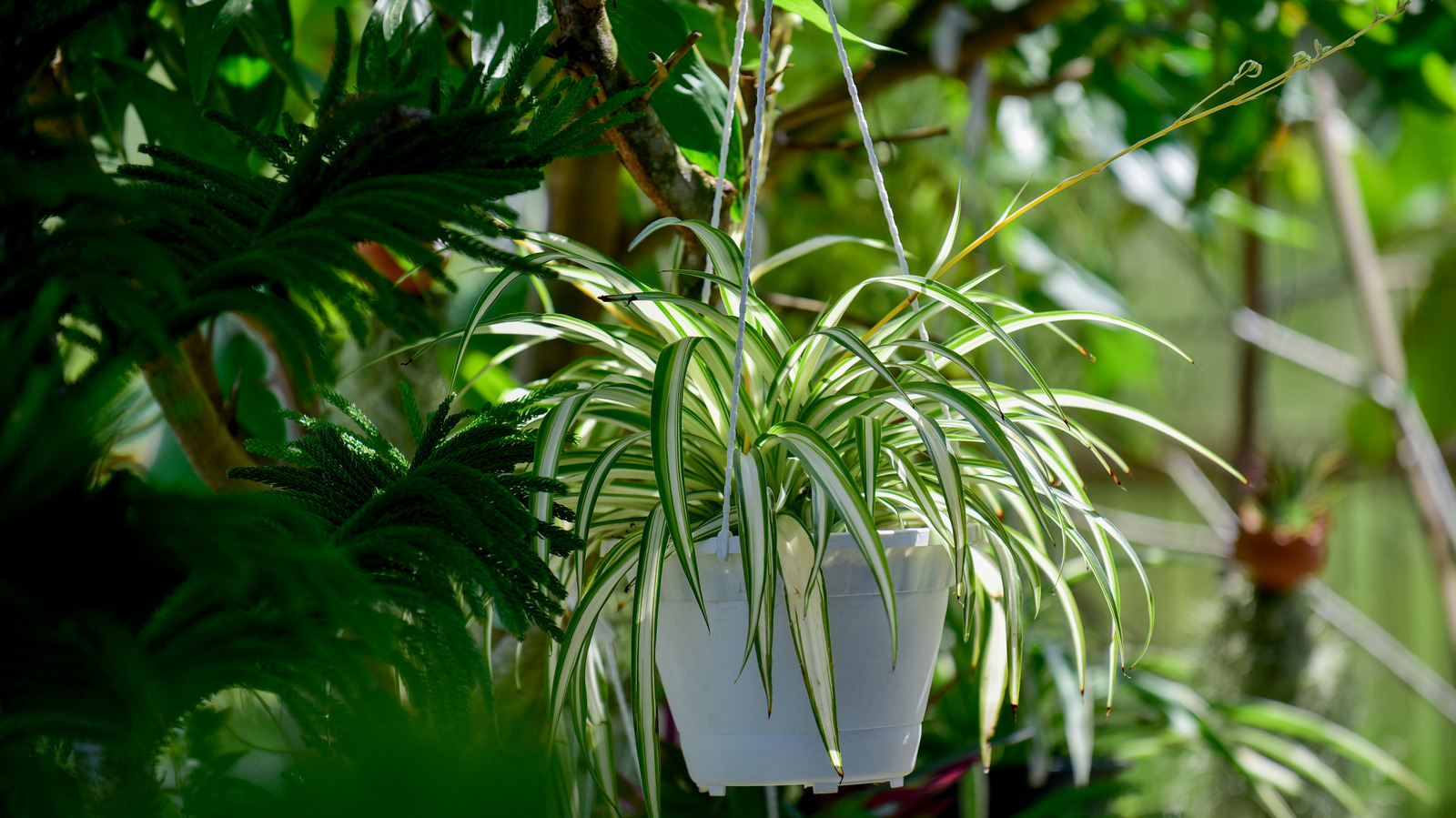 Açık havada asılı sepetlerde örümcek bitkileri nasıl bakılır