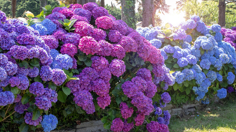 Çalılarda mor, pembe ve mavi ortanca çiçekleri