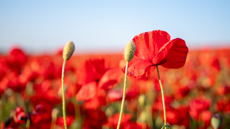 Çiçek ve tomurcukları yakın çeken tarlada parlak kırmızı haşhaş