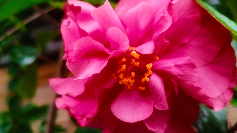 Parlak pembe hibiscus çiçeği yakın