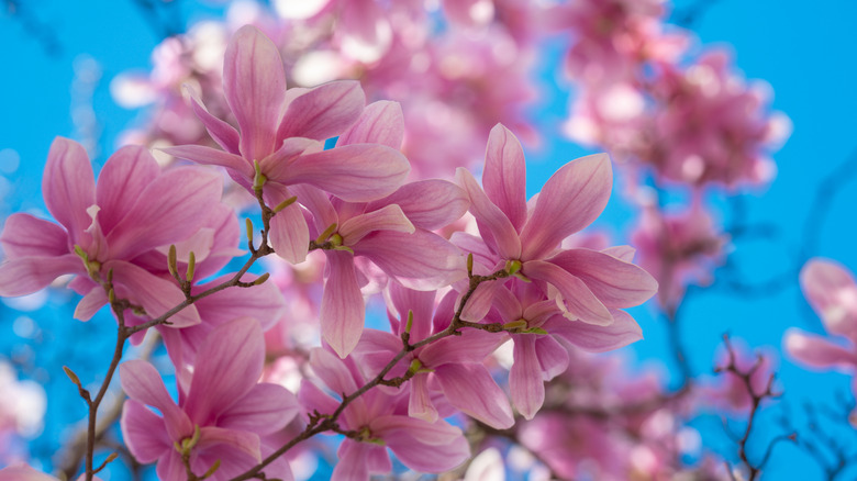 Pembe manolya arka planda mavi gökyüzü ile çiçek açıyor