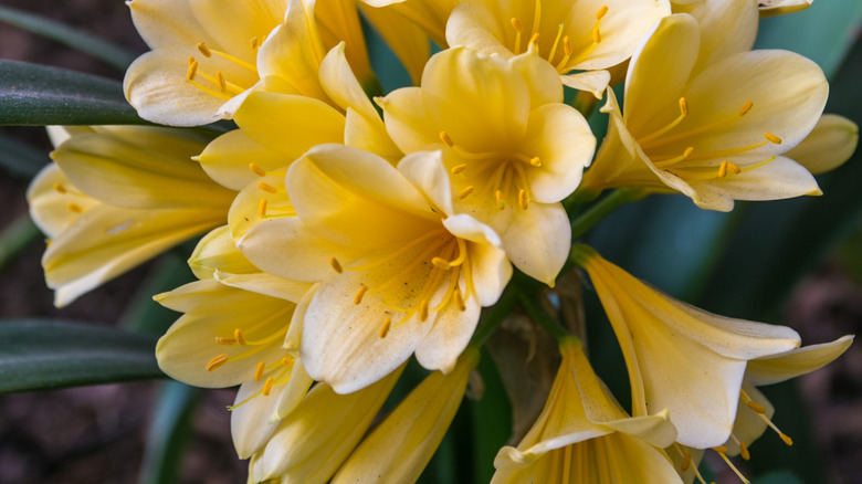 Tereyağı Sarı Daylilies