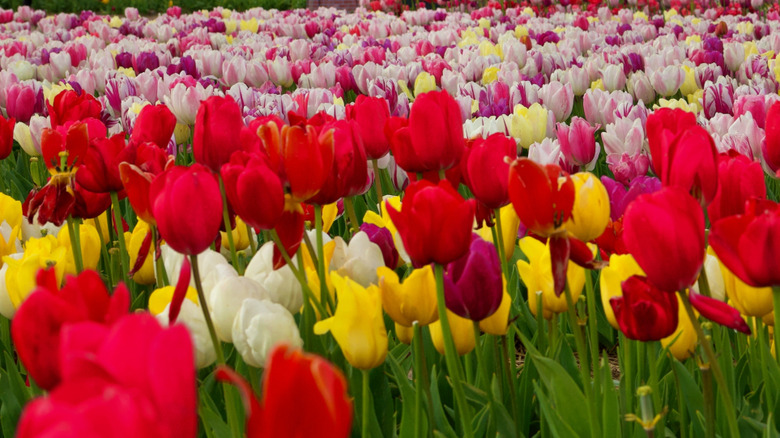 Yüzlerce kırmızı, sarı, beyaz ve mor çiçeklerle lale alanı