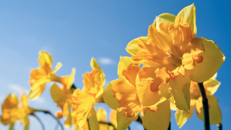 Mavi gökyüzü arka planı ile sarı nergislerin çekimini kapatın