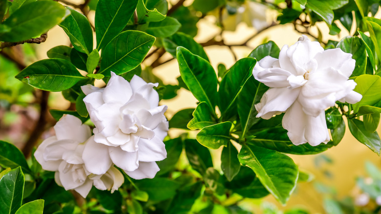 Beyaz Gardenia, arkada yeşil yaprak yaprakları ile çiçek açıyor