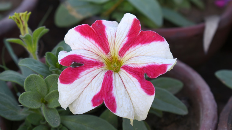 Bir tencerede beyaz ve kırmızı çizgili petunia çiçeği çekim