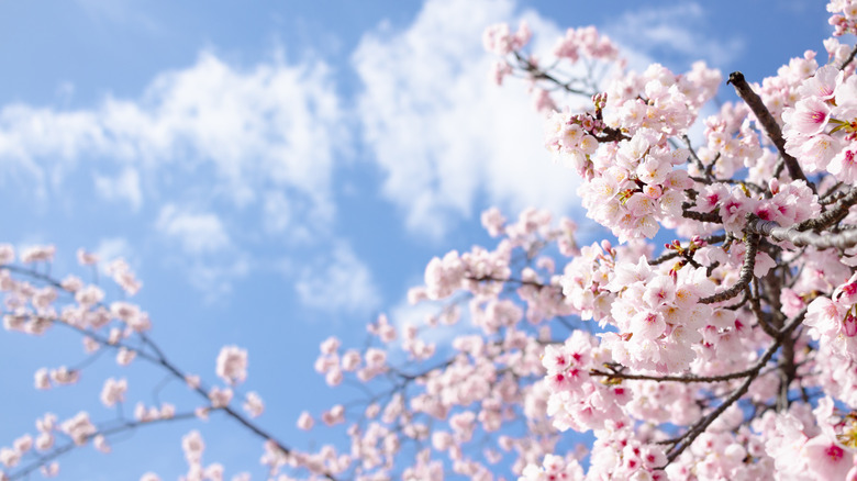 Pembe Kiraz Çiçeği Ağacı Tam Bloom Mavi gökyüzü ve arka planda beyaz bulutlar