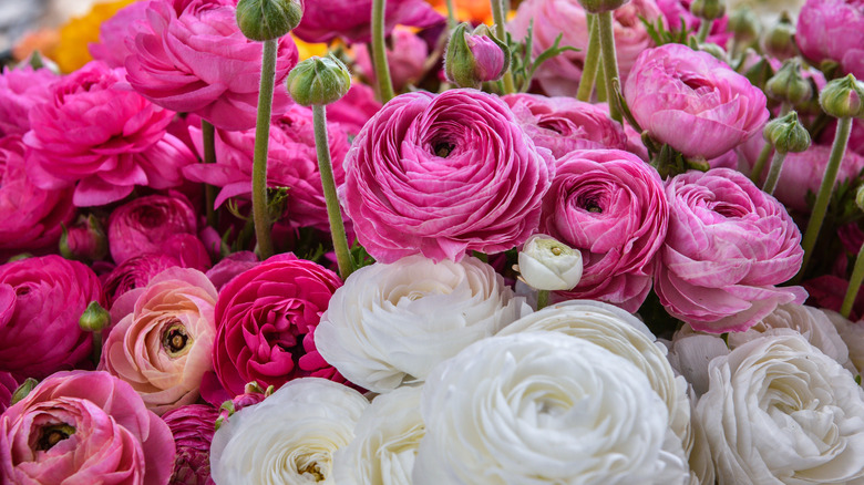 Tam çiçek ve tomurcuklarla pembe ve beyaz ranuculus çiçekleri yakın