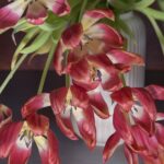 Kesik bir bahçe için büyümeye değer olmayabilecek 12 popüler çiçek