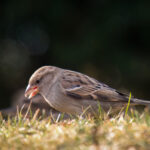Kuşların basit bir çözümle çim tohumu yemesini önleyin