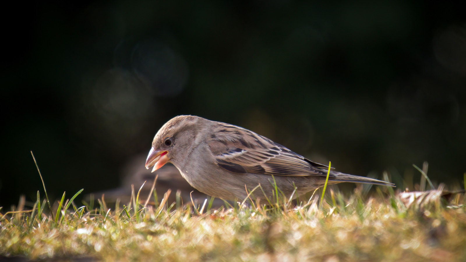 Kuşların basit bir çözümle çim tohumu yemesini önleyin