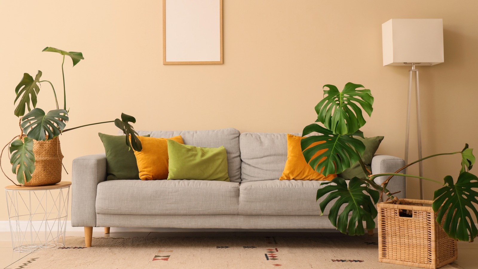 İsviçre peynir bitkisi yapraklarınız neden yırtılıyor (ve nasıl düzeltilir)