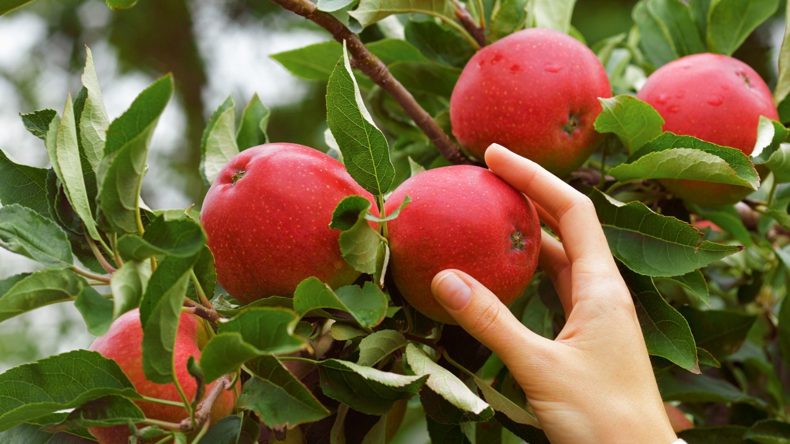 12 bitki ve bitki bahçenizdeki meyve ağaçlarının yakınında neredeyse hiç büyümelisiniz