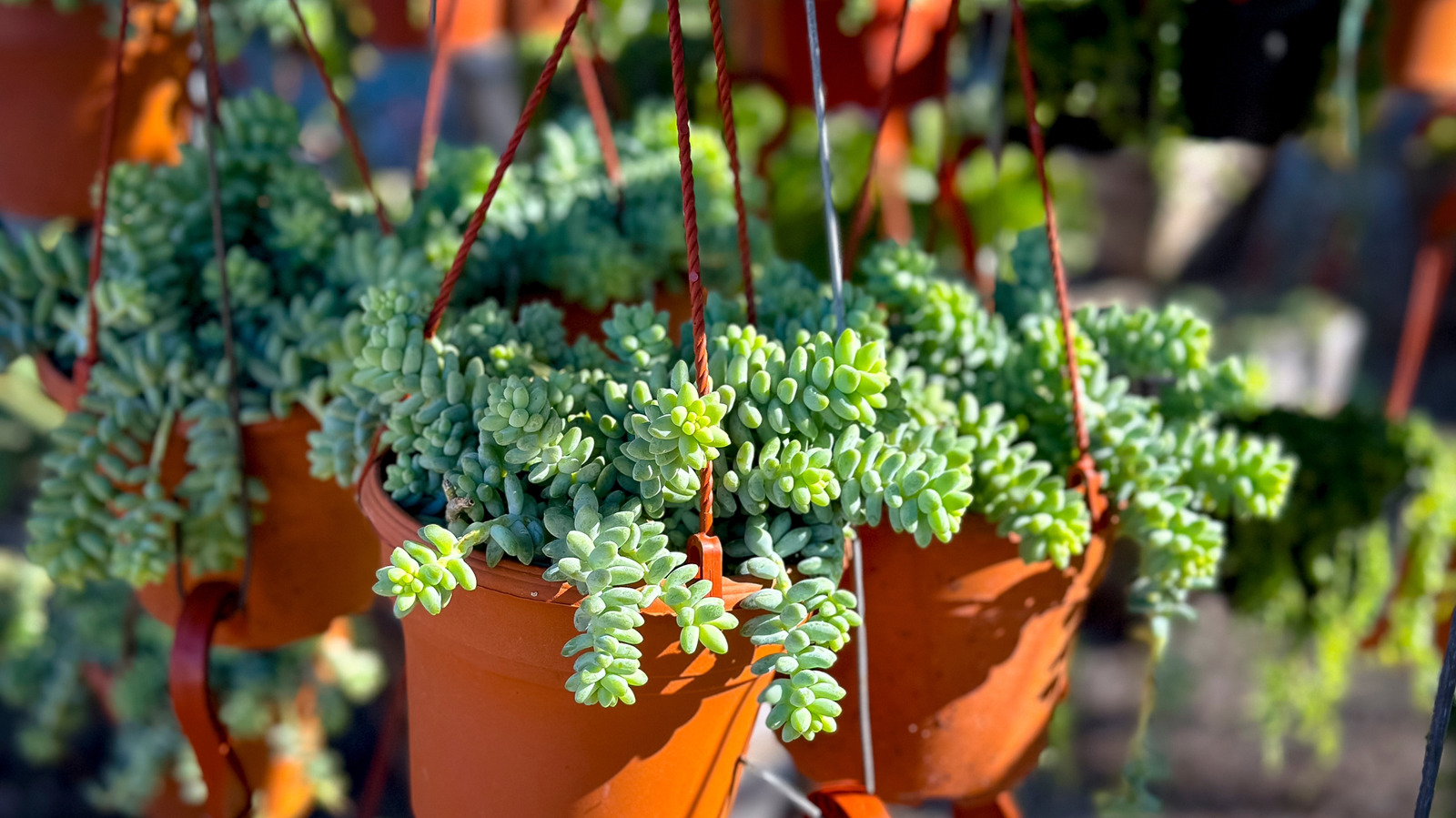 Burro'nun kuyruğunun yapraklarını kaybetmesini önlemeye yardımcı olacak sulama ucu