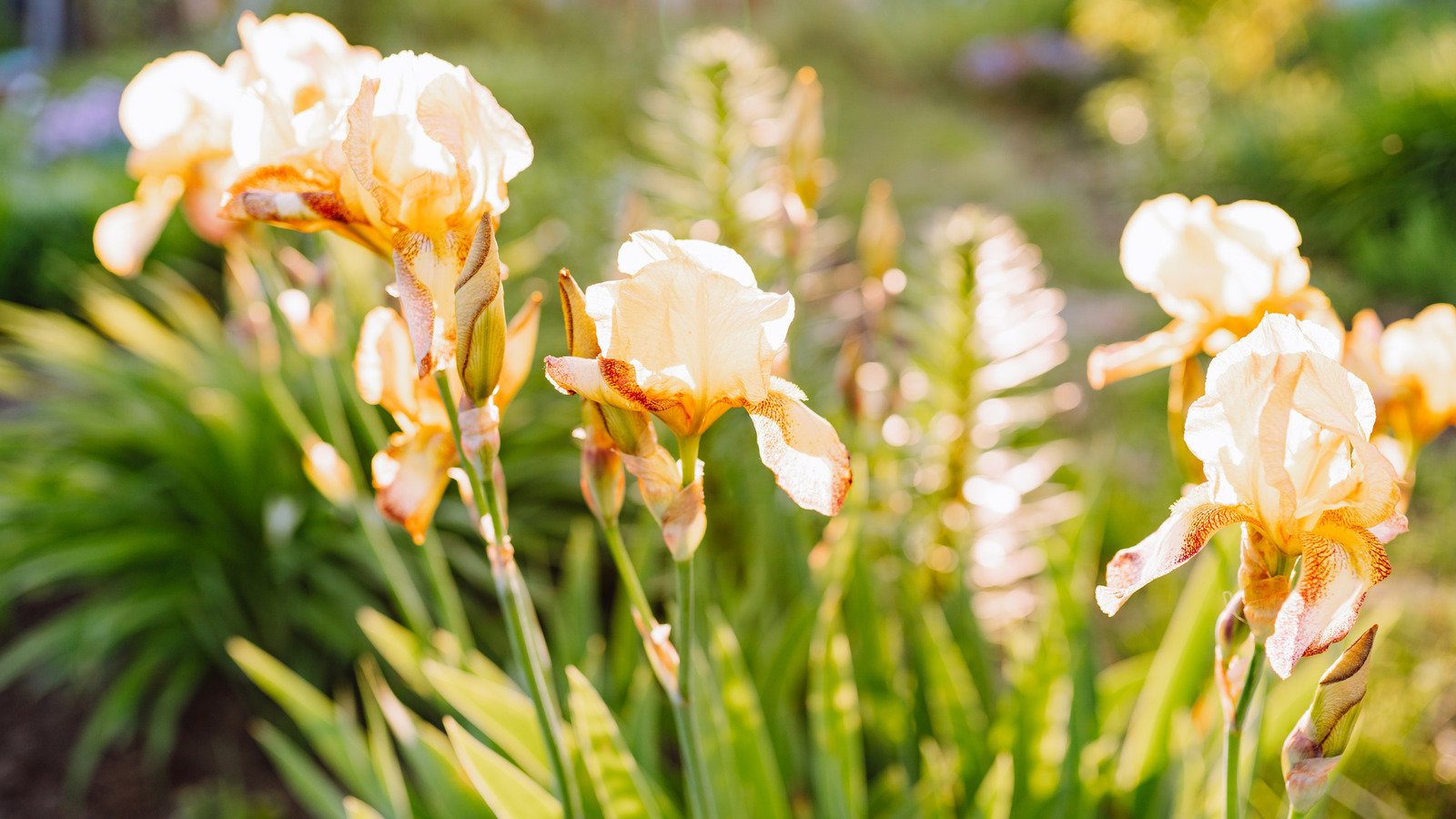İris ampulleri ekerken herkesin yaptığı hatalar