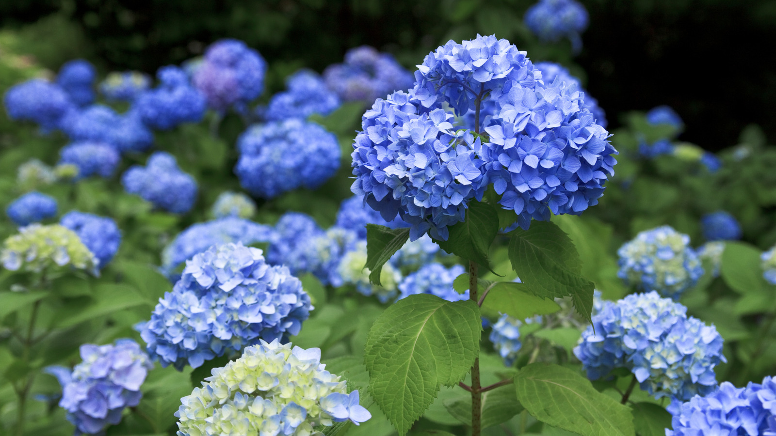 Bahçenizdeki ortancaların yanında büyümekten kaçınmanız gereken popüler bitki