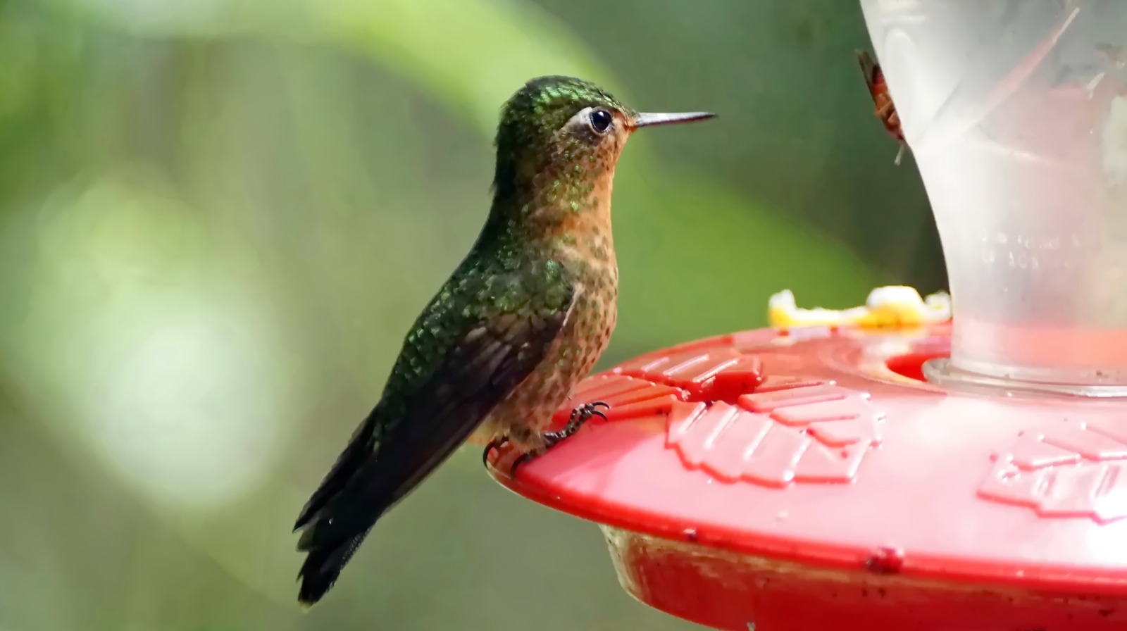 Dollar Tree'nin sinek kuşu nektarı kuşlar için iyi mi? İşte bilmeniz gerekenler