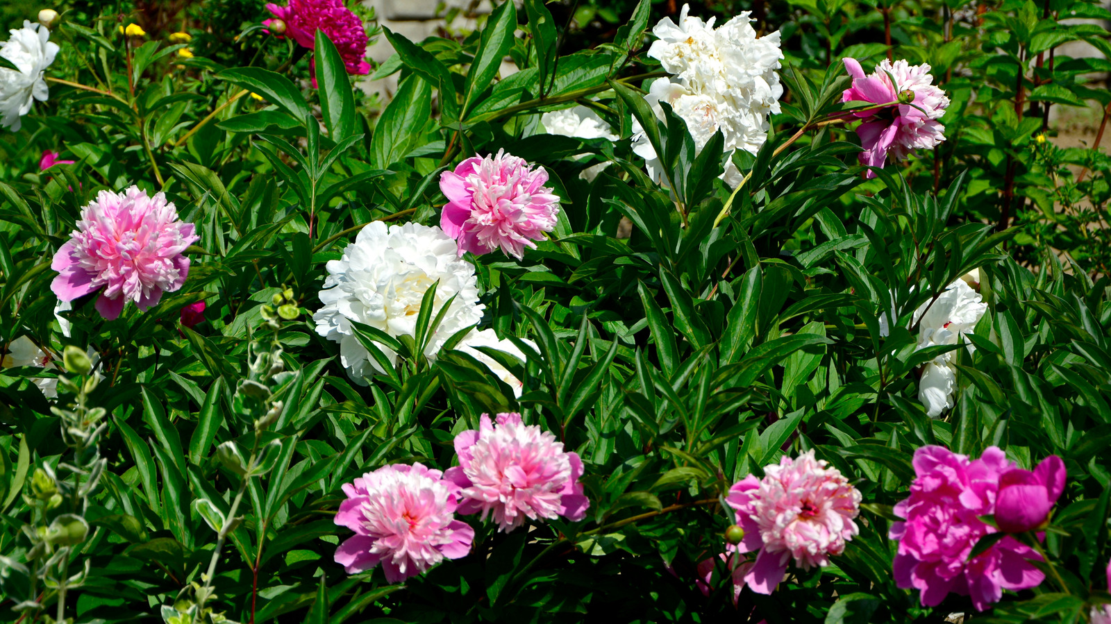 Tohumlardan büyüyen şakayıkları yeniden düşünmenizi sağlayacak büyük sorun