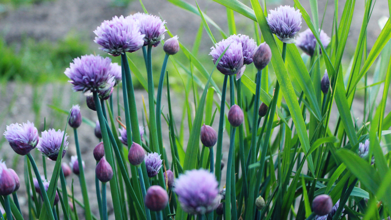 Bu hatalardan kaçının Bahçıvanların frenk soğanı yetiştirirken yaygın olarak yaptıkları