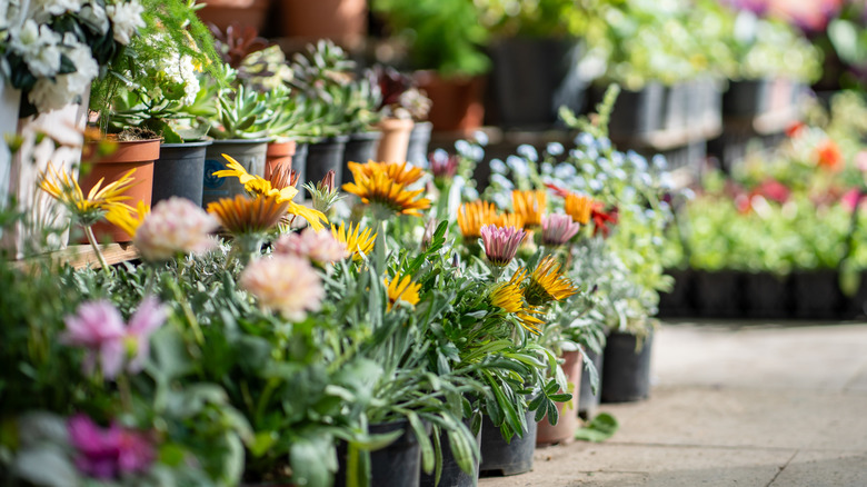 Satılık farklı çiçek türleri.