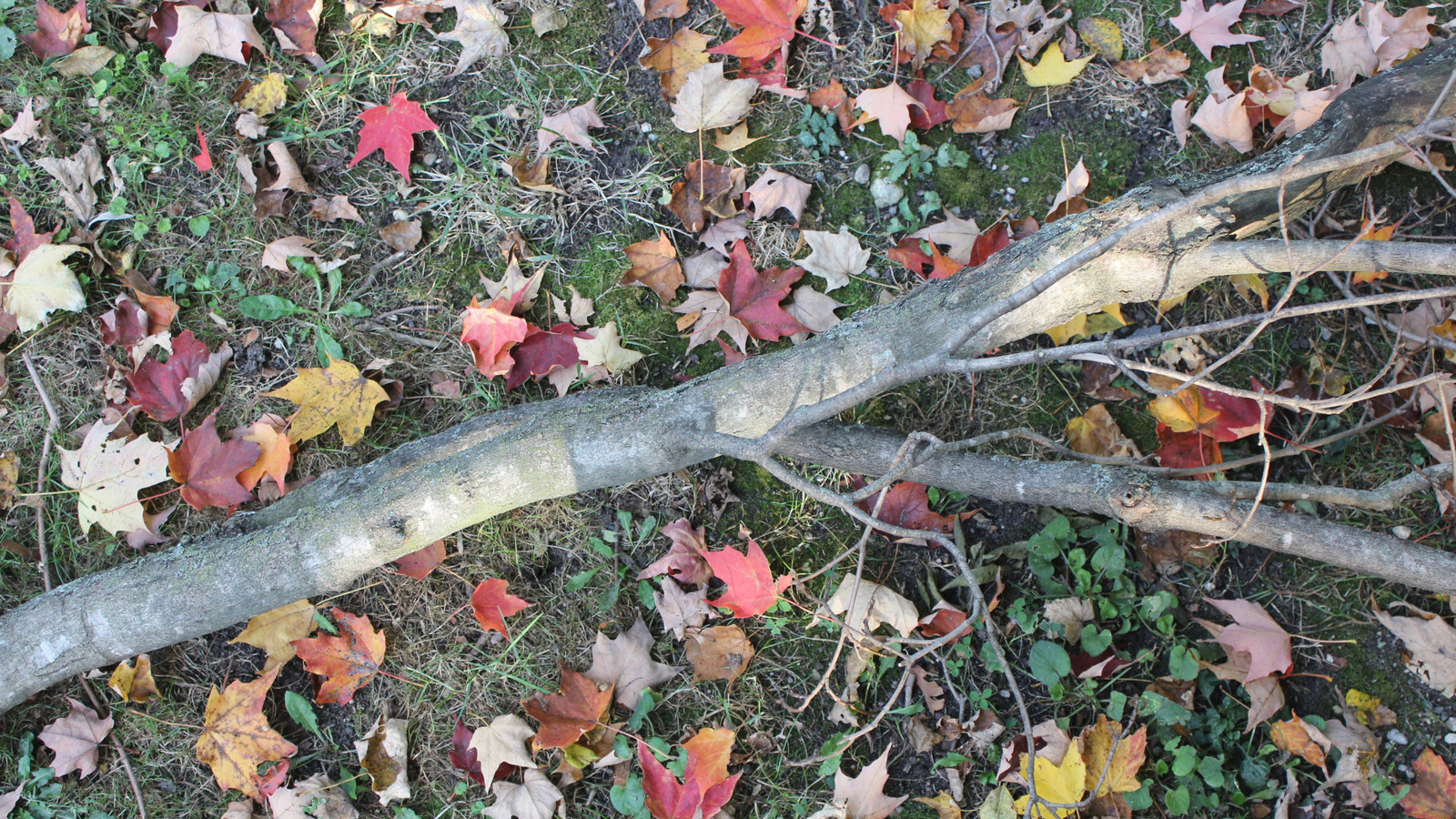 Eski bir ağaç uzuvunu kahve kupalarını saklamak için tuhaf bir yola dönüştürün